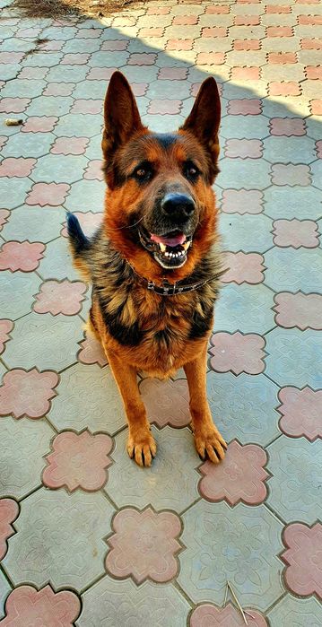 Собаку в добрые руки