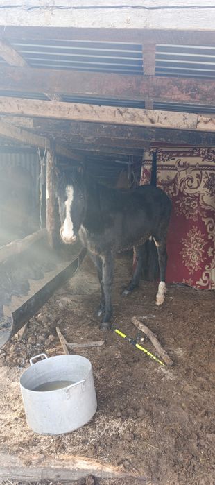 Продам лошодей 2 года құнан