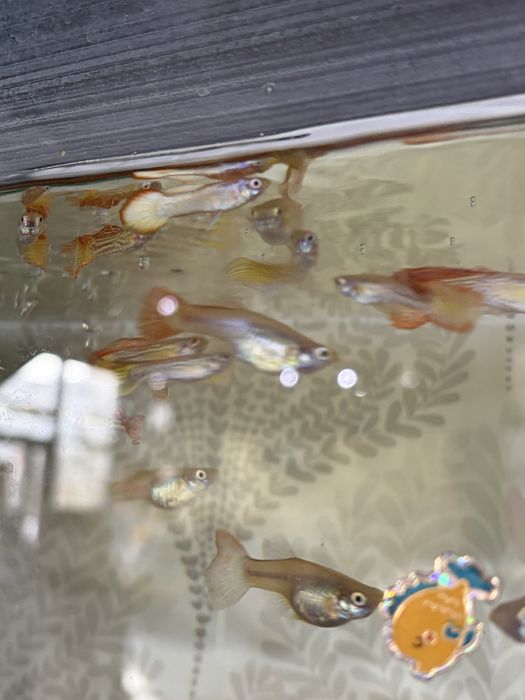 Рыбки аквариумные