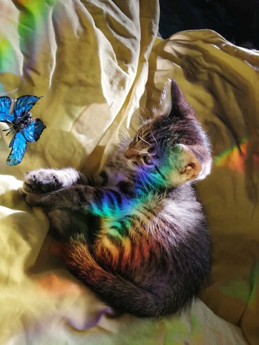 …ОБЫЧНЫЙ Котенок?