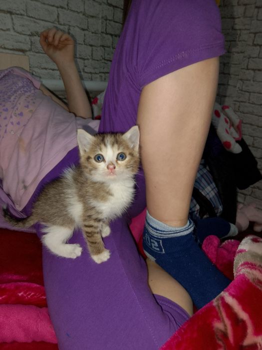 Отдаем бесплатно