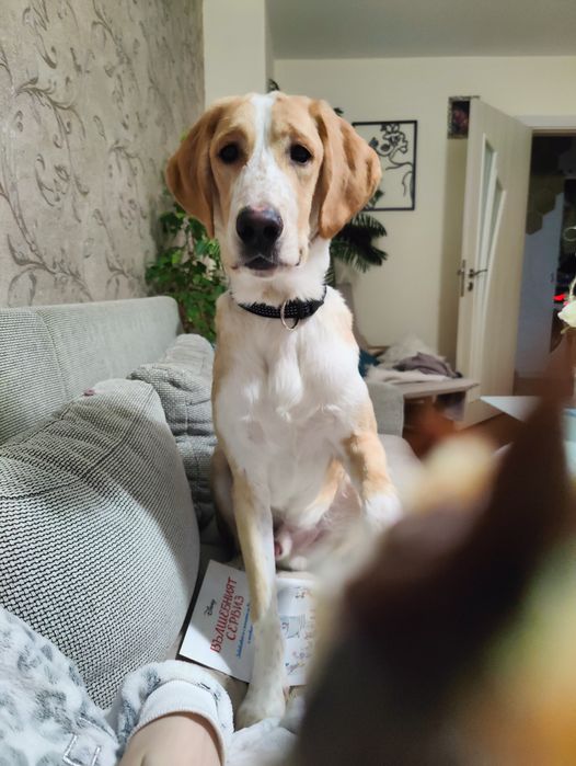 Подарявам  домашен любимец