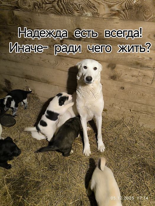 Щенки в добрые руки