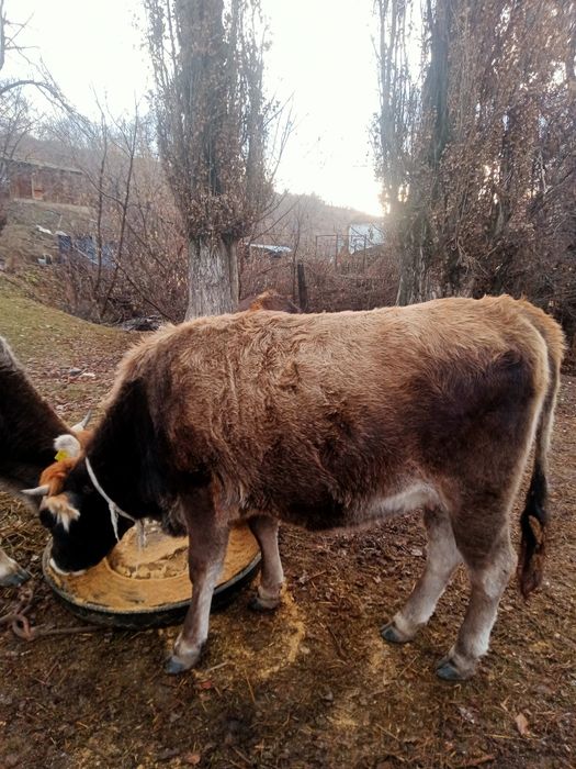Семіз  кұнажын сатамын