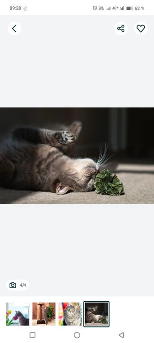 Отдам кота в хорошие руки.
