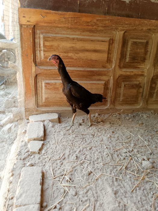 Tuxum dakan tuxumlari