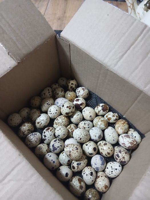 в продаже перепелинные яйца