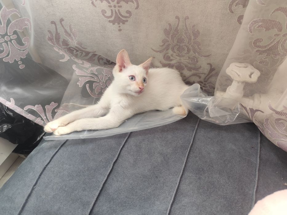 Отдам котёнка бесплатно.
