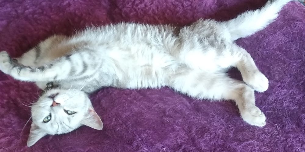 Британский Шиншилла