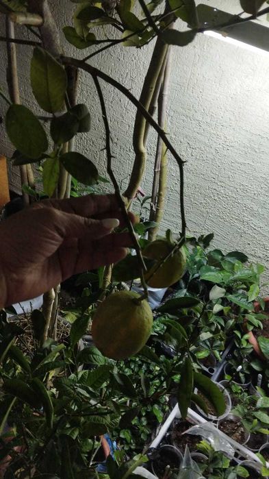 Лимон цветущий и с плодами