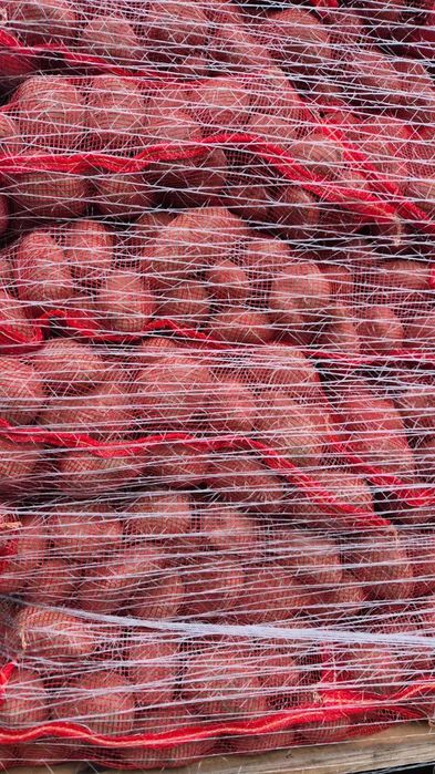 Vand cartofi rosii,55+