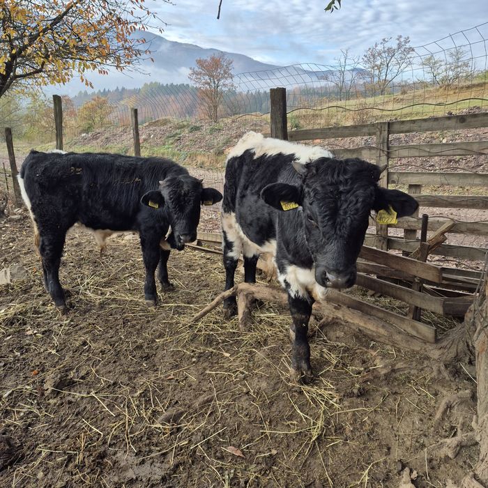 Vand  2 vaci de lapte si 3 vitei cu varsta de 6 si respectiv 7 luni