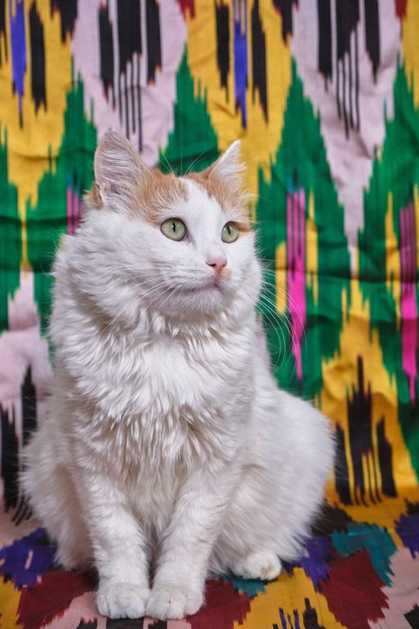 Кошка стерилизованная