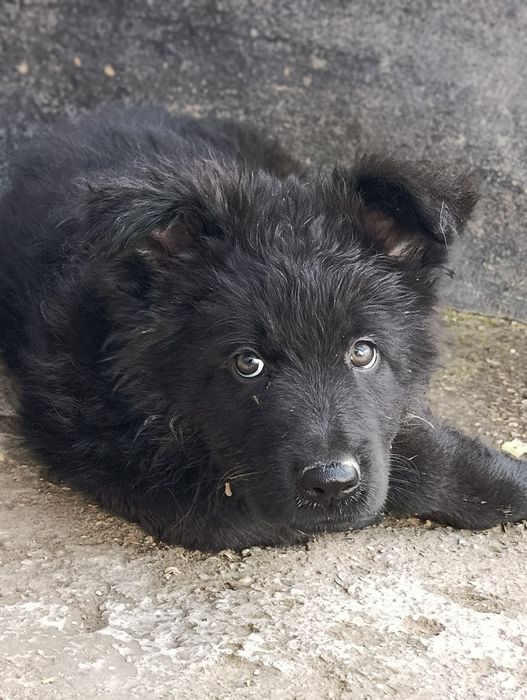 Щенок немецкой овчарки длинношерстной