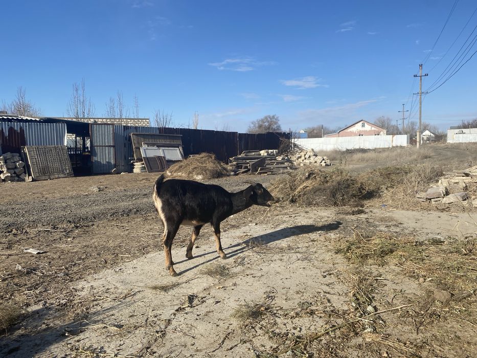 Нуби англо шыбыш 1 тума