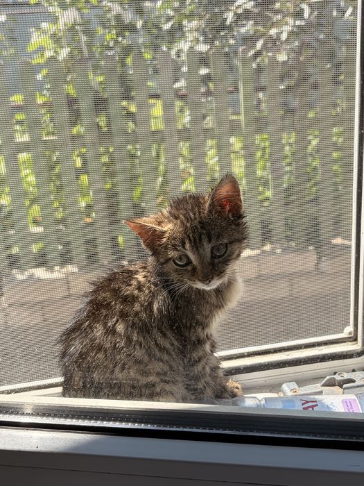 Отдам котенка в добрые руки
