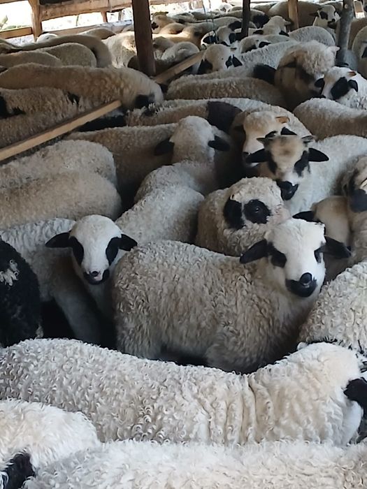 Se vând 100 de oi cu miel.