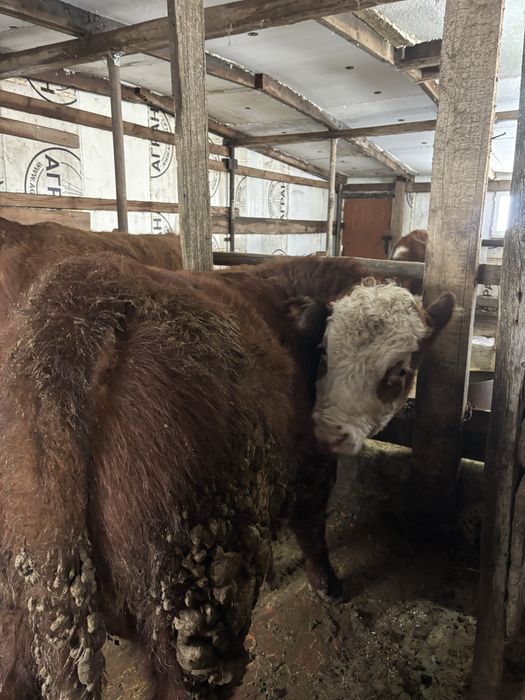 Ақ бас на племя 11 мес