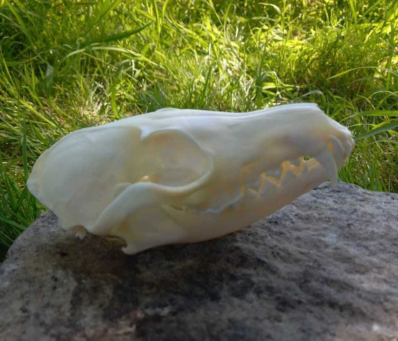 trofeu.trofee.craniu vulpe frumoasa