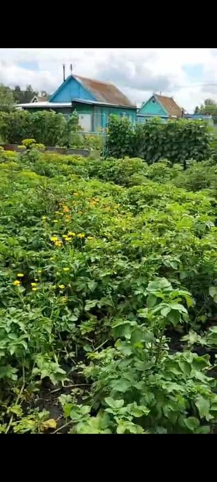 Продам дачу ПК СТ Борки