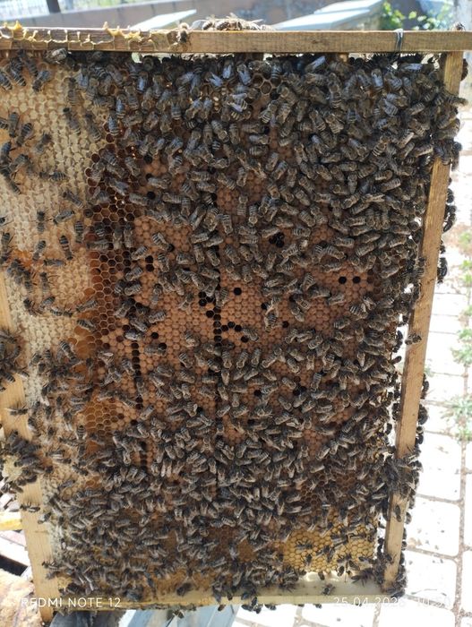 Асалари оилалари