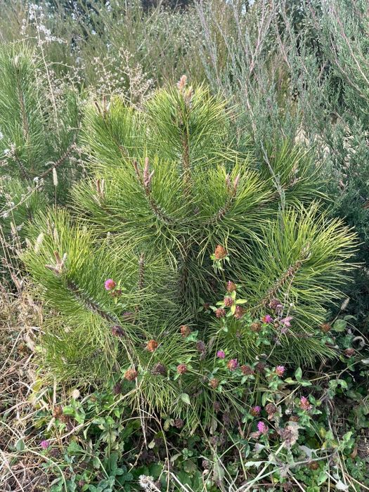 Продам сосну, сорт "Крымская"