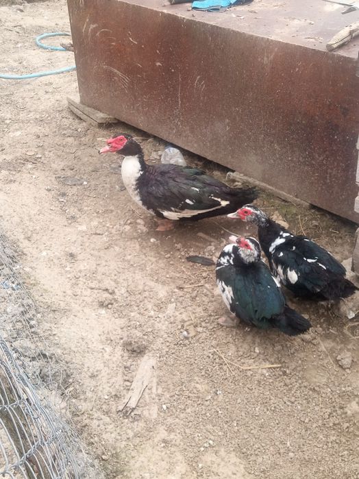 Vând rate leșești sau schimb cu găini