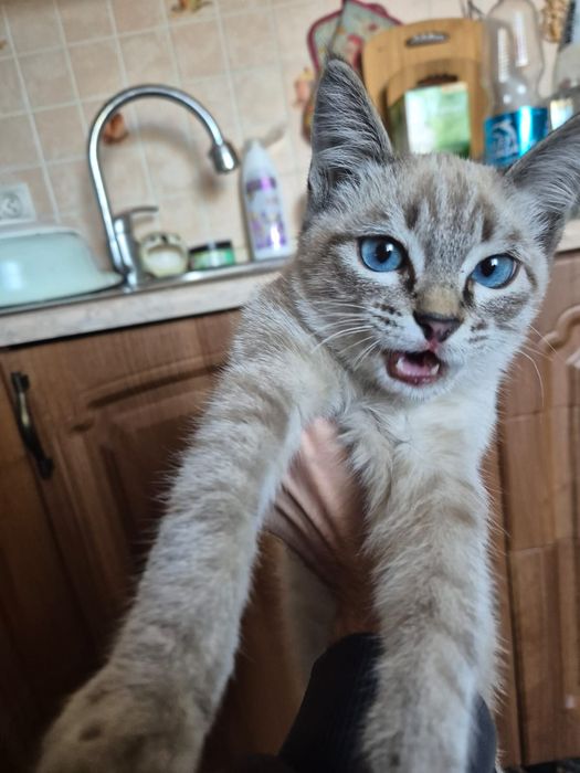 Отдам котенка в добрые руки