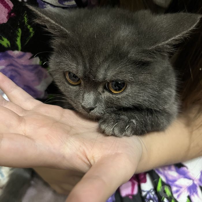 Скоттиш страйт мальчик