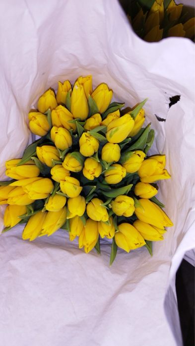 Тюльпаны оптом и в розницу, центр 24/7