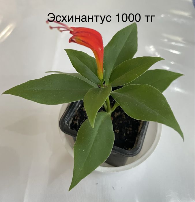 Комнатные растения