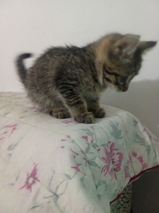Отдам котят   в хорошие руки