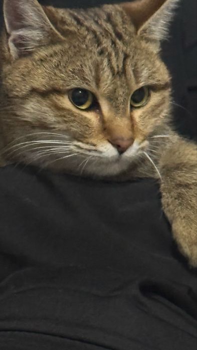 Срочно отдам хорошие руки