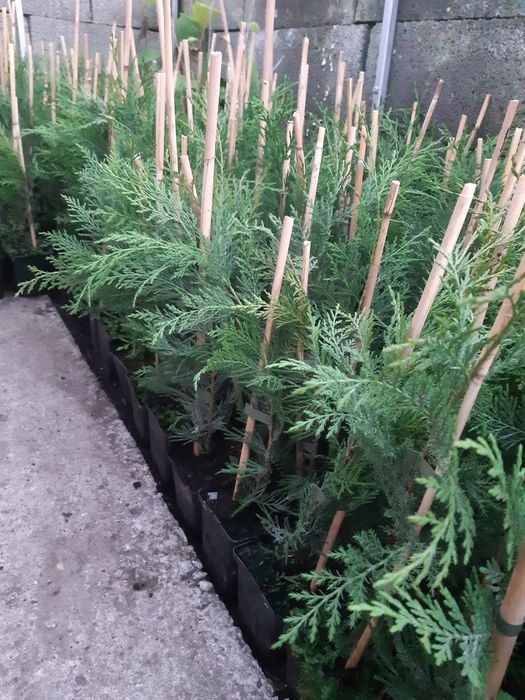 Leylandi chiparos 30-110 cm, calitatea,  nu e fir subtire