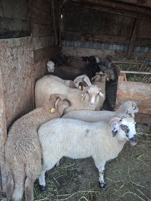 Miei si carlani de vanzare
