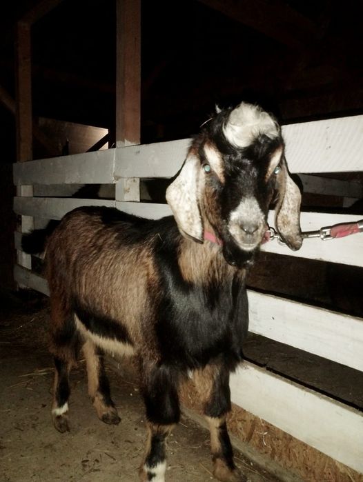 Vand IEZI Metis de Anglonubian de Prăsilă sau de sacrificat