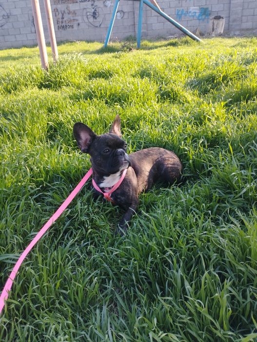 Французский бульдог