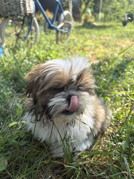 Shih Tzu 2 luni dragalas
