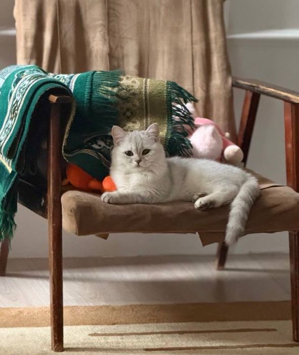 Британская короткошерсная девочка