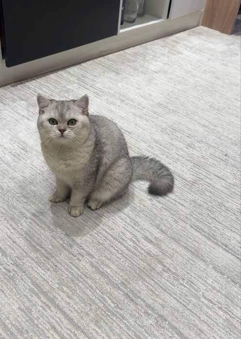 Кот, серебренная шиншилла.