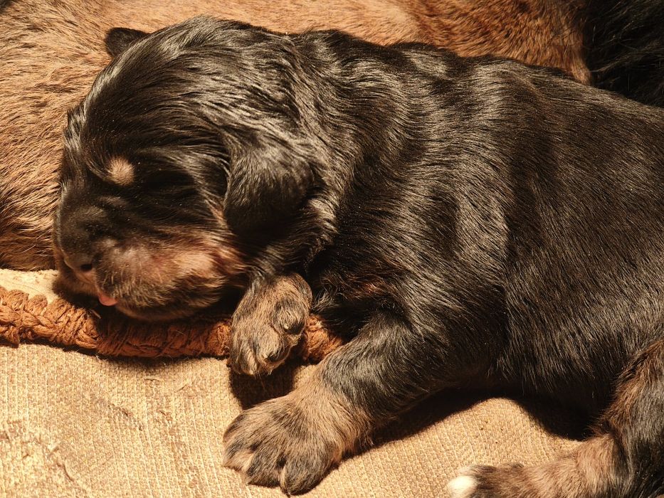 Тибетский мастиф