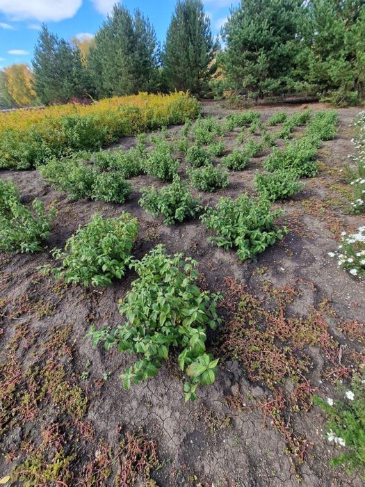 Продажа саженцев с питомника