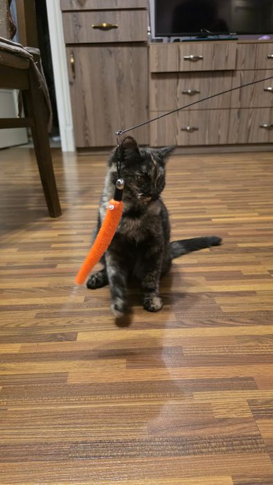 Котенок в добрые руки!!!