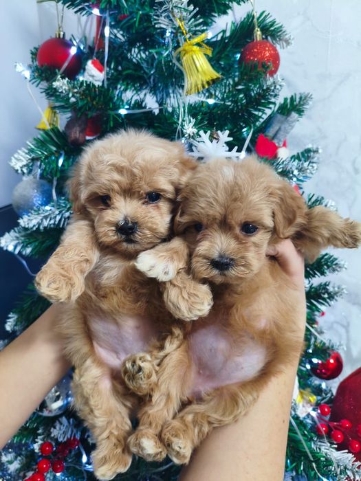 Мимишные щеночки мальтипу Ф1