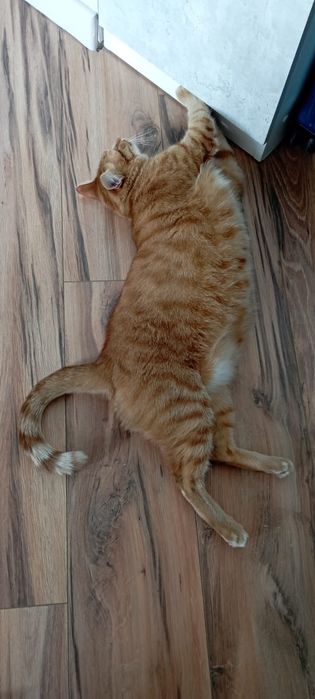 Отдам  кота воспитанного