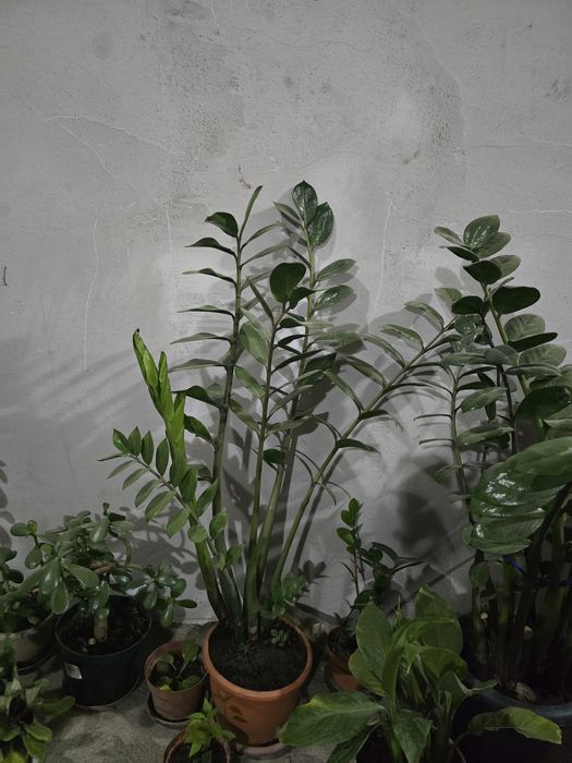 Продам цветы красивые