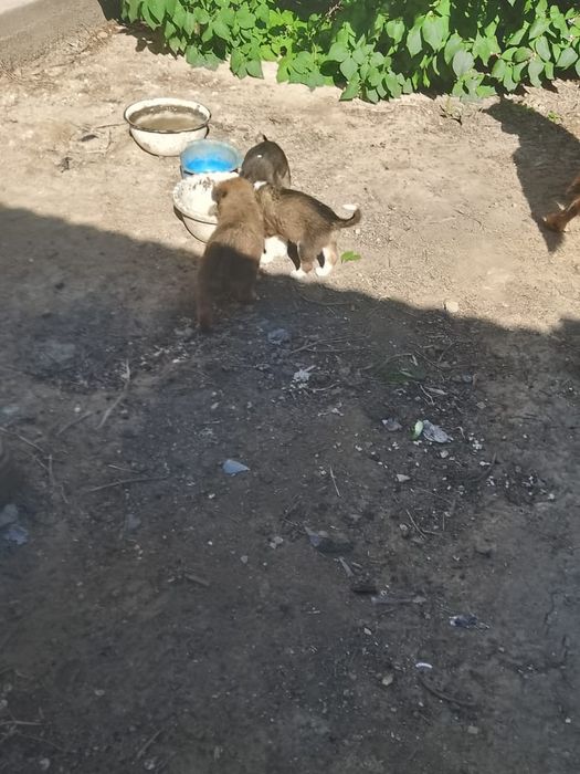Отдам в добрые руки