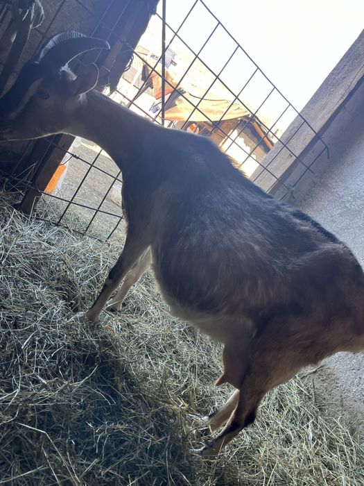 Capra metis de alpin cu saanen si ieduta saanen