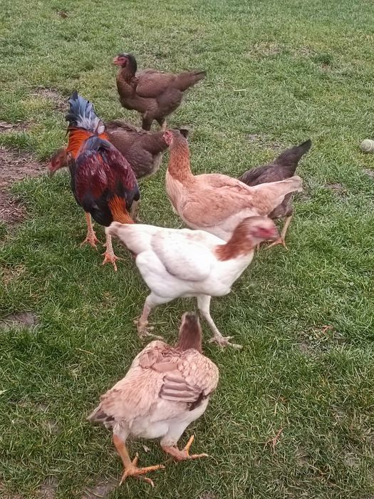 Vând ouă de combatant Malaiezian