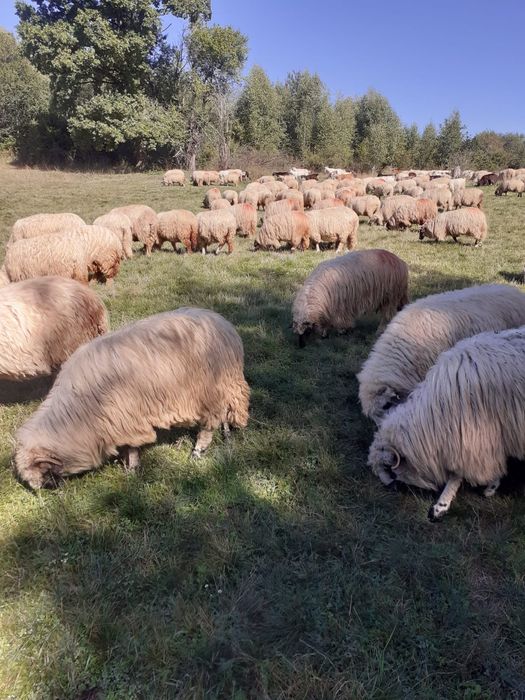 Vând 100 de oi Țurcane